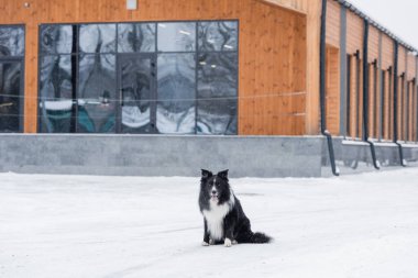 Border collie, şehir sokağındaki karların üzerinde otururken kameraya bakıyor. 