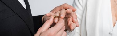 Gri pankartta izole edilmiş gelinin parmağına nikah yüzüğü takan damat manzarası. 