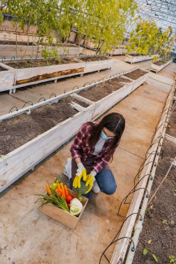 Farmer in medical mask and gloves holding broccoli near box with vegetables in greenhouse  clipart