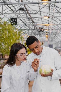 Multiethnic botanists in white coats holding cauliflower and syringe in greenhouse  clipart