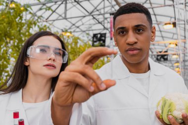 Multiethnic botanists holding syringe and cauliflower in greenhouse clipart