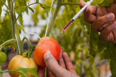 Cropped view of african american botanist holding syringe near tomato on plant in greenhouse  clipart