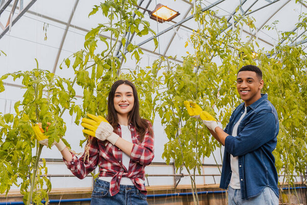 Positive interracial farmers in gloves standing near plants in greenhouse 