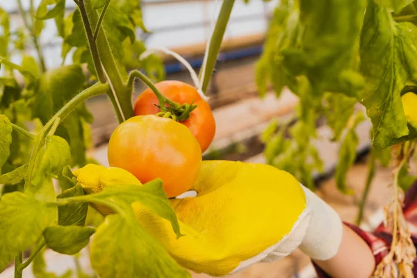 Καλλιεργημένη Άποψη Του Γεωργού Στο Γάντι Αγγίζοντας Ντομάτα Στο Θερμοκήπιο — Φωτογραφία Αρχείου