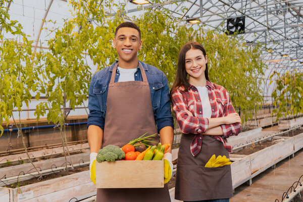 Позитивные межрасовые фавориты в фартуках, держащие свежие овощи в теплице 