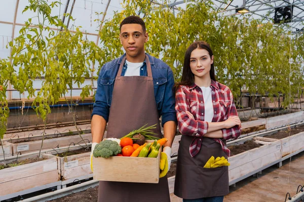 Interracial farmers in aprons holding box with vegetables in greenhouse