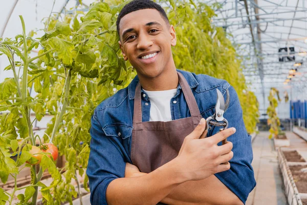 Smiling african american farmer in apron holding secateurs and looking at camera in greenhouse