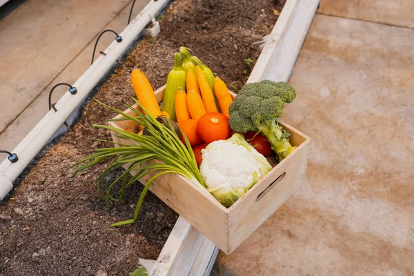 Vista Alto Ángulo Caja Con Verduras Frescas Suelo Invernadero — Foto de Stock