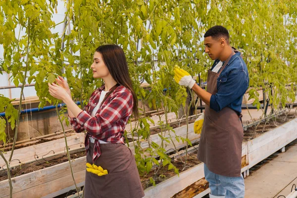 Side view of interracial farmers in aprons checking plants in greenhouse