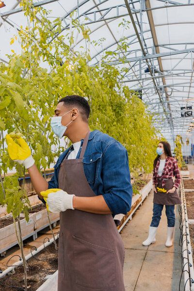 African american farmer in medical mask looking at tomatoes on plant near colleague in greenhouse 