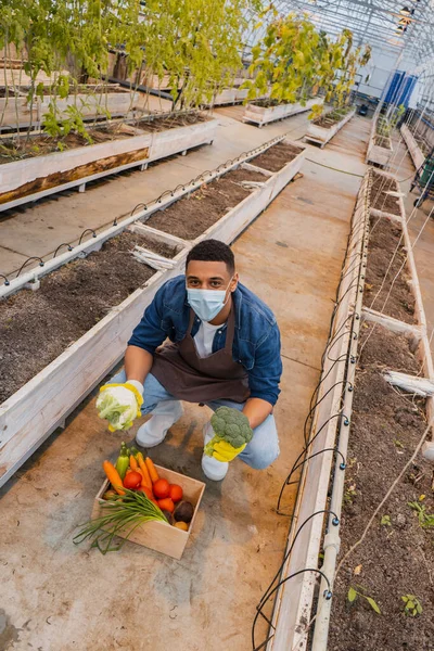 African american farmer in medical mask holding organic vegetables in greenhouse