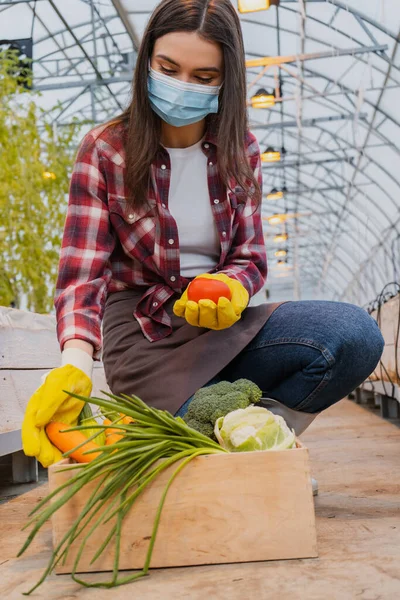 Young farmer in medical mask and gloves taking fresh vegetables from box in greenhouse