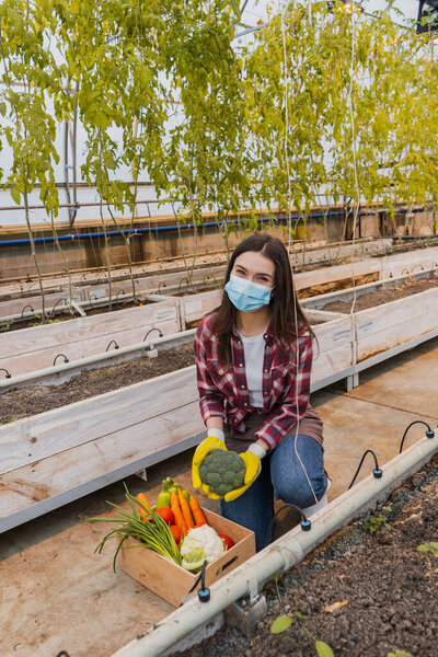 Farmer in medical mask holding broccoli near vegetables and ground in greenhouse 