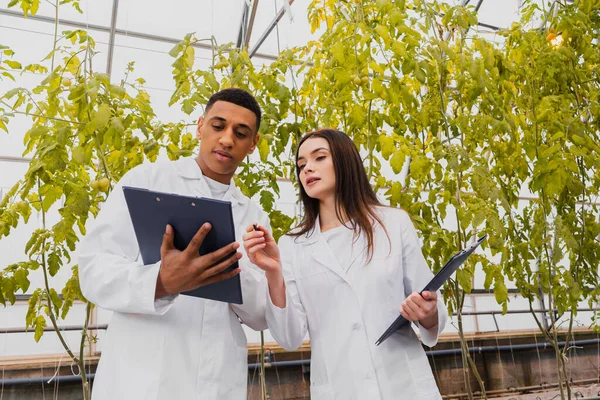 Multietniska Laboratorieassistenter Som Håller Urklipp Växthus — Stockfoto