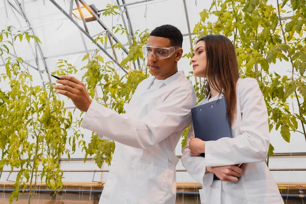 African American Botanist Pointing Hand Colleague Clipboard Greenhouse — Stock Photo, Image