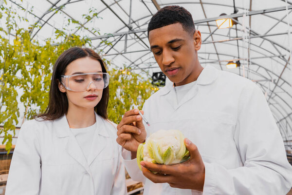 African american botanist holding syringe and cauliflower near colleague in greenhouse 