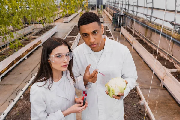 温室内で試験管 カリフラワー 注射器を保持する異人種間植物学者 — ストック写真