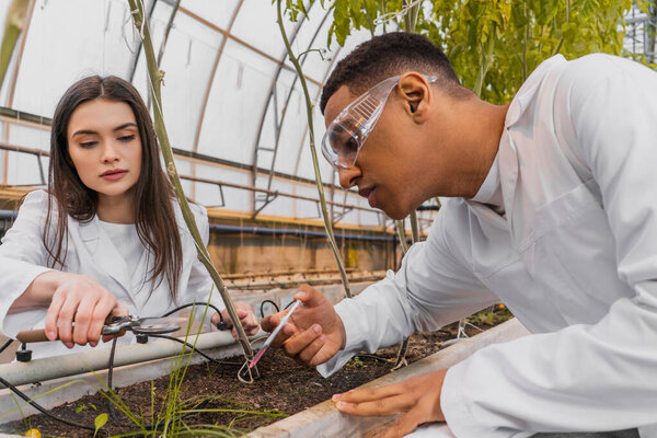 African american botanist in goggles holding syringe near colleague with secateurs and plants in greenhouse 