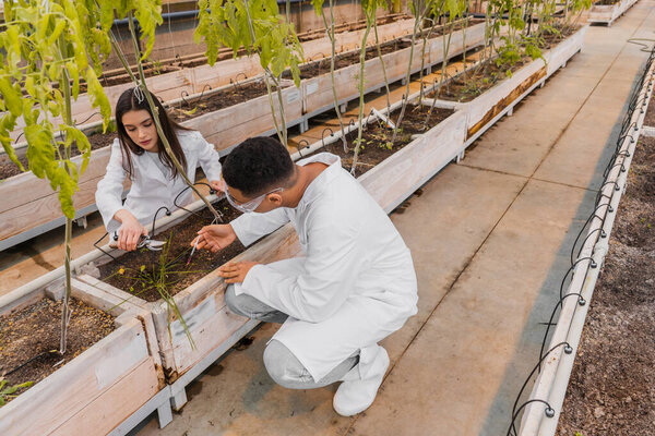 Interracial botanists working with plants, syringe and secateurs in greenhouse 