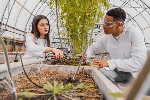 Botanist holding secateurs near african american colleague in goggles and plants in greenhouse 