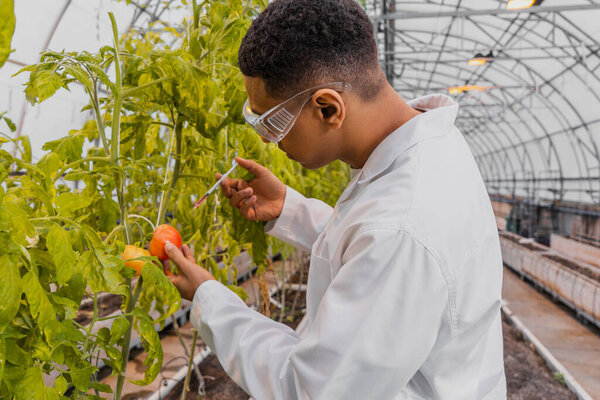 Side view of african american botanist holding syringe near tomato on plant in greenhouse 