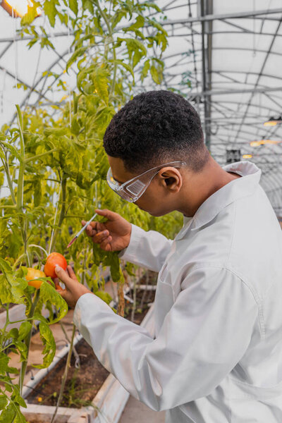Side view of african american botanist in white coat holding syringe near tomato on plant in greenhouse 
