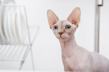 Hairless sphynx looking away in blurred kitchen  clipart