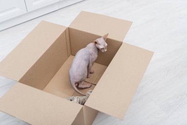 High angle view of sphynx cat standing in carton box at home 