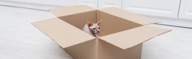 Sphynx cat sitting in cardboard box at home, banner 