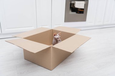 Hairless sphynx cat sitting in carton box on floor in kitchen 