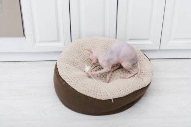 Sphynx kedisi evde oyuncakla oynuyor. 