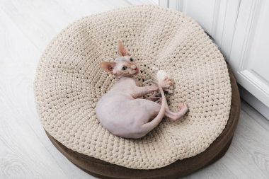 Top view of sphynx cat playing with toy on ottoman at home 