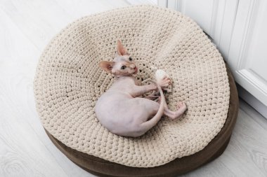 Top view of sphynx cat playing with toy on ottoman at home  clipart