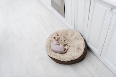 High angle view of sphynx cat lying on ottoman in kitchen 