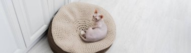 High angle view of sphynx cat lying on ottoman at home, banner 