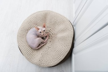 Top view of sphynx cat looking a camera on ottoman at home 
