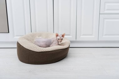 Sphynx cat lying on ottoman in kitchen 