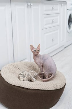 Sphynx cat looking away near toy on knitted ottoman at home 