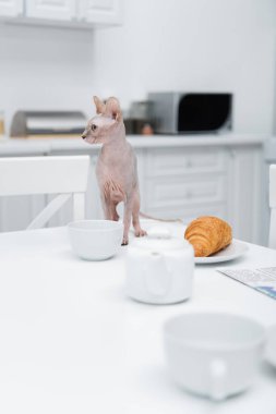 Fincanların yanında duran Sphynx kedisi ve mutfakta kruvasan. 