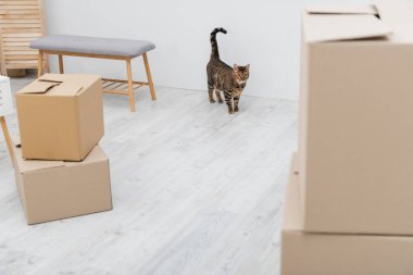 Bengal cat standing near carton boxes at home 