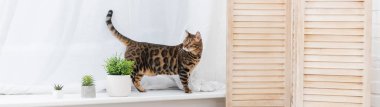 Bengal cat standing on windowsill near plants at home, banner  clipart
