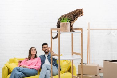 Bengal cat sitting on rack near plant and blurred multiethnic couple at home 