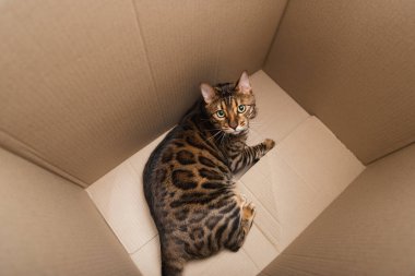Top view of bengal cat lying in carton box 