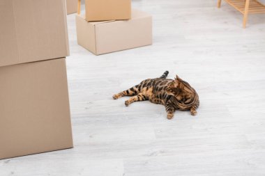 Bengal cat lying on floor near carton boxes at home  clipart