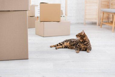Bengal cat lying near carton boxes on floor 