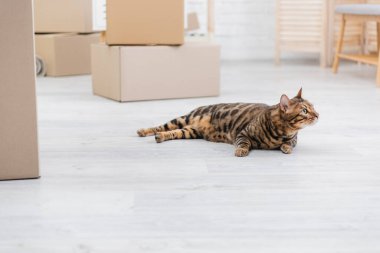Bengal cat looking away while lying on floor near cardboard boxes  clipart