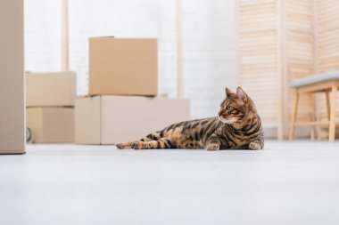 Surface level of bengal cat lying near cardboard boxes on floor  clipart