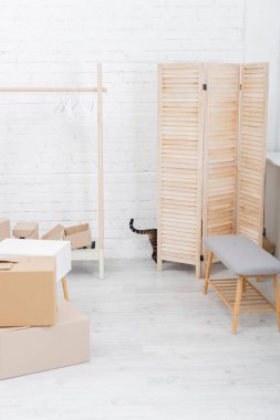 Bengal kedisi evde paketlerin yanında katlanır ekranın arkasında duruyor 