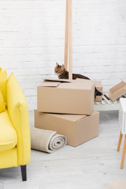Bengal cat standing near cardboard boxes at home 