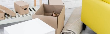 Bengal cat sitting in package near carpet and couch at home, banner 